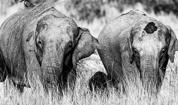 istock Wild Elephants in Black and White 475449850