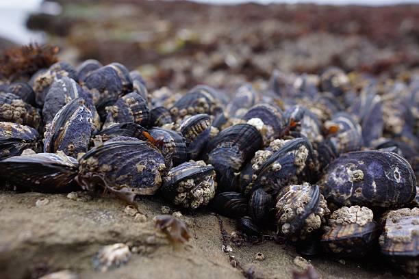 istock Clams at the Tide Pools in Half Moon Bay 475450434