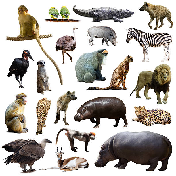 conjunto de hipona y otros animales africano - gorilla endangered species large isolated fotografías e imágenes de stock