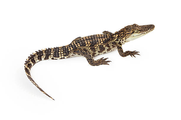 istock Baby Crocodile Overhead View 475451294