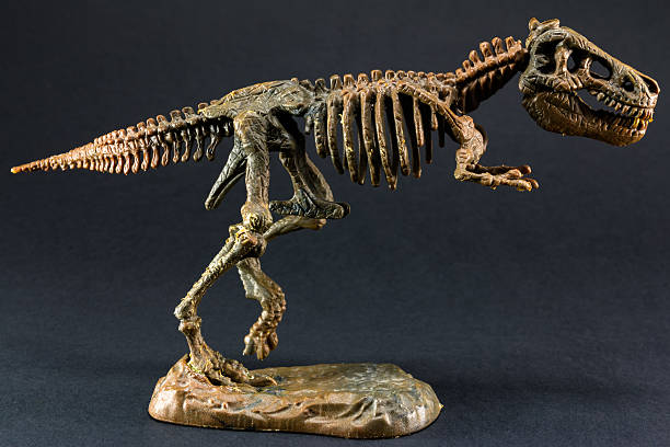 istock dinosaur Tyrannosaurus T Rex skeleton on black background 475451320