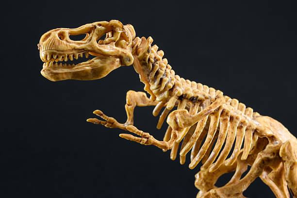 dinosaur tyrannosaurus t rex esqueleto sobre fondo negro - dinosaur fossil tyrannosaurus rex animal skeleton fotografías e imágenes de stock