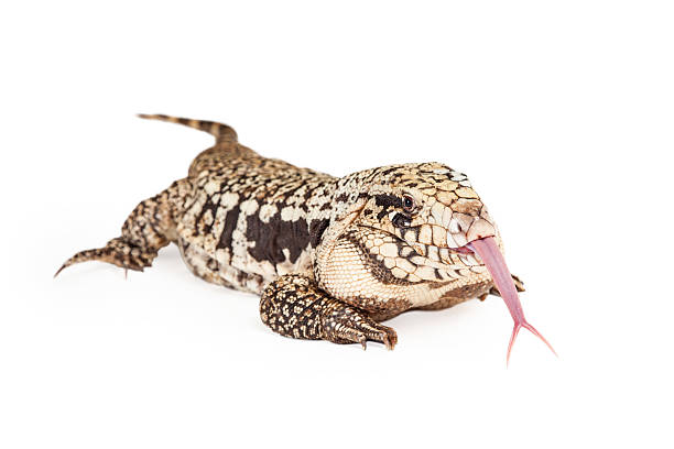istock Black and White Tegu Sticking Out Forked Tongue 475452052