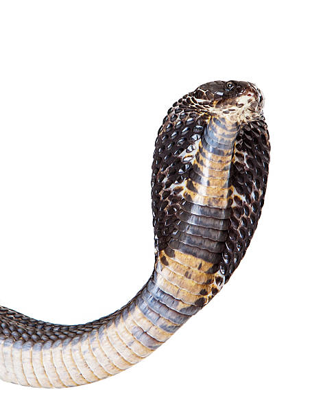 istock Closeup of a Black Pakistani Cobra Snake 475452692