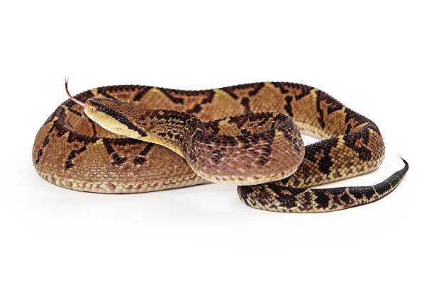 istock Central American Bushmaster Snake With Tongue Out 475452694
