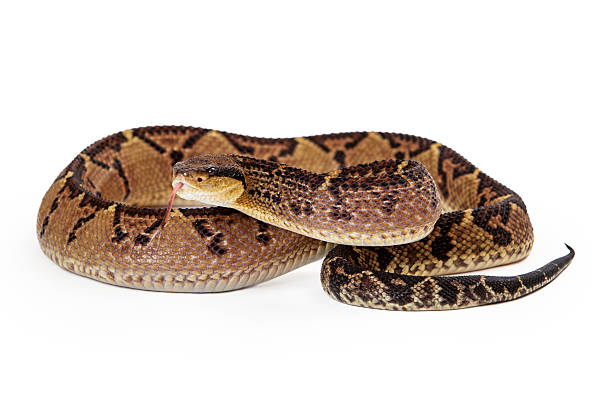 istock Central American Bushmaster With Tongue Out 475452698