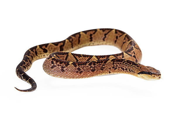 istock Central American Bushmaster Snake Looking To Side 475452706