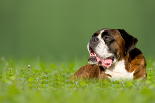 Dog, German Boxer lying in meadow