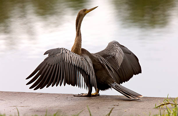 istock Anhinga Drying it's wings Sarasota Florida 475453817