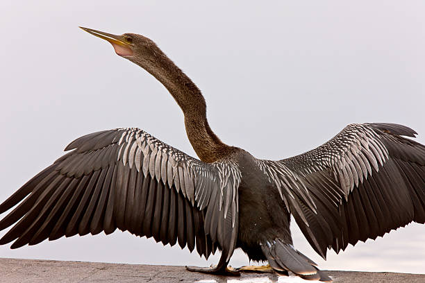 istock Anhinga Drying it's wings Sarasota Florida 475453829
