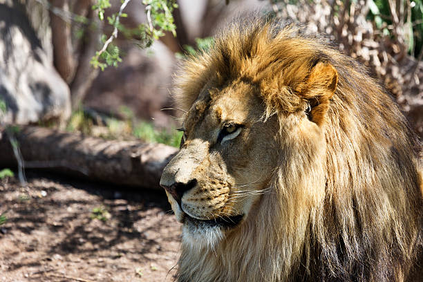 Distinguished lion portrait stock photo