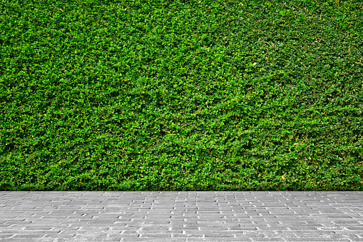Green leaves wall texture background on gray brick floor.