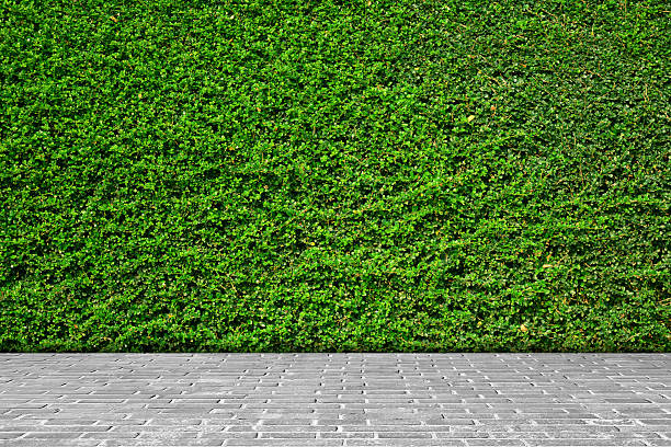 Green leaves wall background on gray brick floor. Green leaves wall texture background on gray brick floor. ivy leaf stock pictures, royalty-free photos & images
