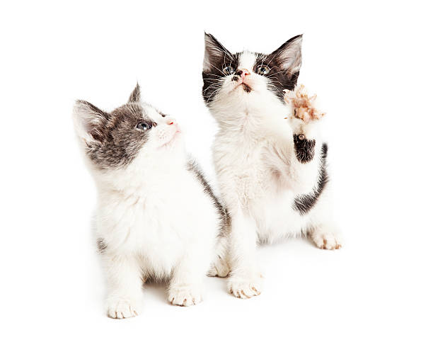 istock Two cute little playful kittens 475456570