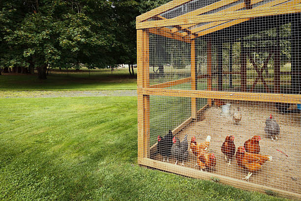 Chicken Coop Wonderful large chicken coop. chicken coop stock pictures, royalty-free photos & images