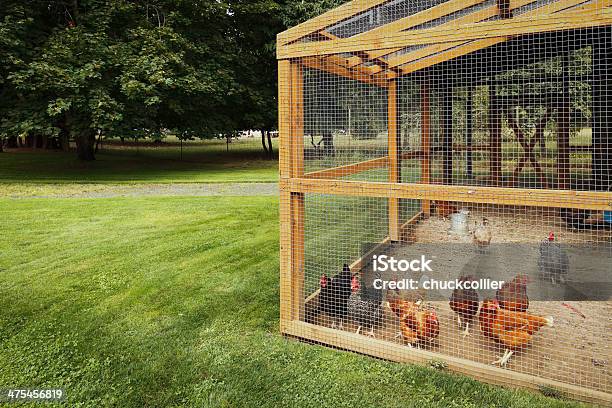 Chicken Coop Stock Photo - Download Image Now - Chicken Coop, Chicken - Bird, Bird