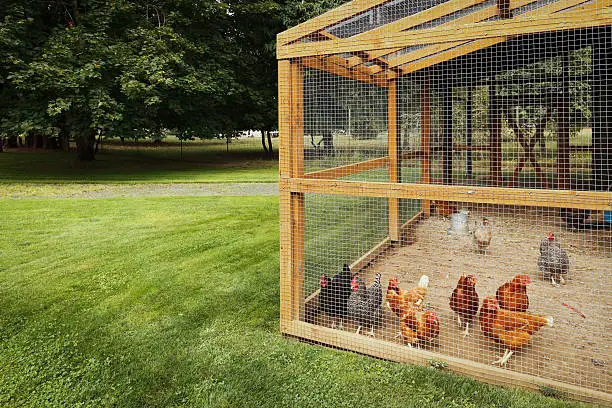 Wonderful large chicken coop.