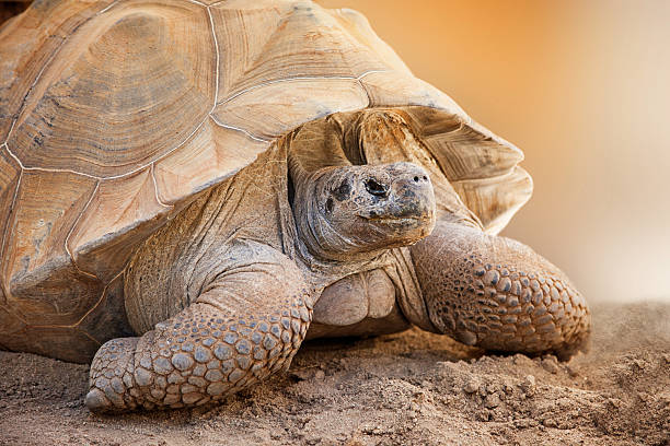istock Closeup Side View of Galapagos Tortoise 475460360