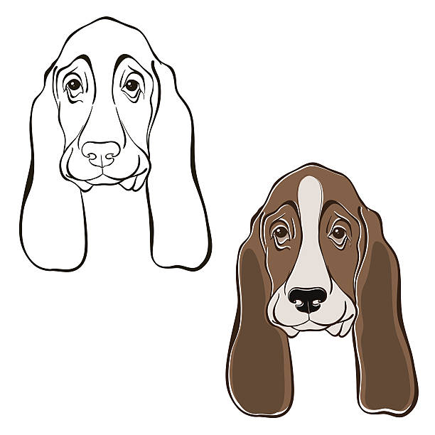 Vector set of  basset hound's face. Sketch, two variants. Vector set of  basset hound's  face, can be an element your design. Hand-drawn vector illustration. fat humor black expressing positivity stock illustrations