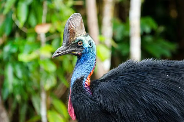 Portrait of an endangered Southern Cassowsary, it is a flightless bird. Queensland, Australia