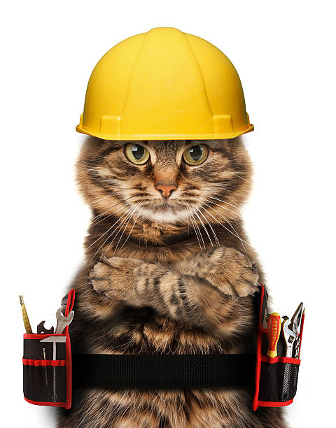istock craftsman cat in white background 475463144