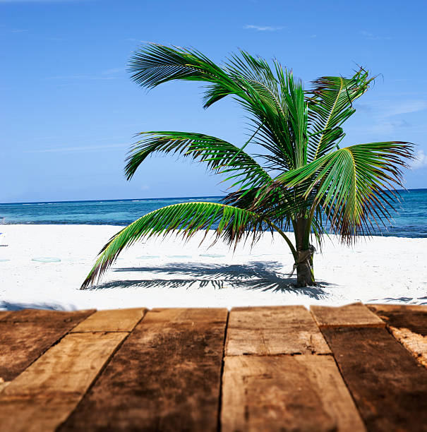 One palm tree on a white sandy beach with the ocean in distance.  A boardwalk made of rustic old wooden boards or an old table is in the foreground. No people in this tranquil scene. Blue, cloudless sky. Square composition.  Blank space on boards in foreground for you to place your object or message. 