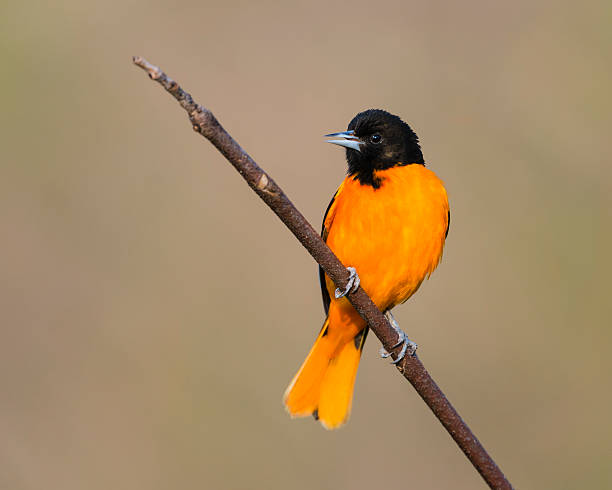 istock Baltimore Oriole perching, male bird in springtime 475463426