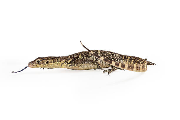 istock Asian Water Monitor Side View 475466292