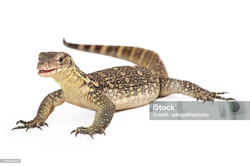 Asian Water Monitor Open Mouth Isolated Varanus salvator, commonly known as Asian Water Monitor sitting on a white background with an attentive expression and open mouth. 2015 Stock Photo