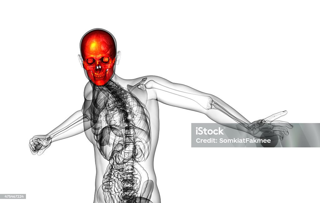 3d render medical illustration of the skull 3d render medical illustration of the skull - front view 2015 Stock Photo