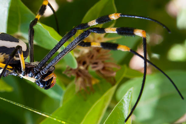 istock Black and yellow spider in Botswana 475467595
