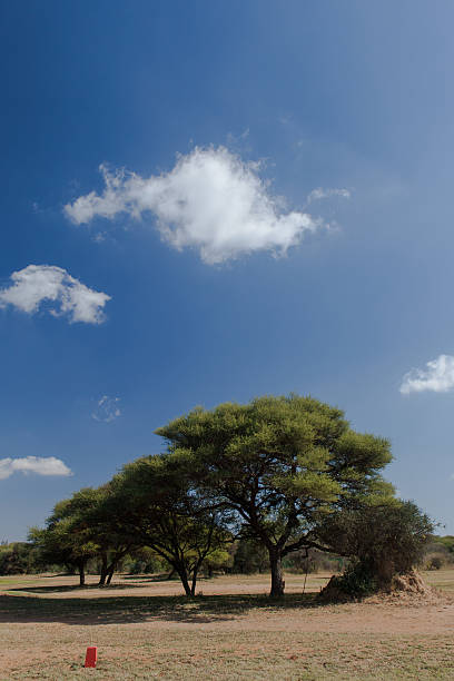 Botswana park stock photo