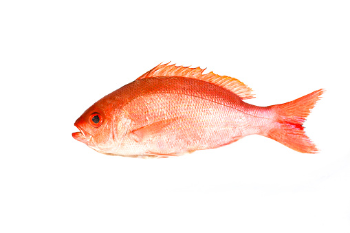 Red Snapper Fish Isolated On White