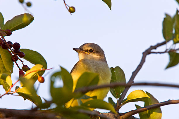 istock Baby Western Kingbird Saskatchewan 475468561