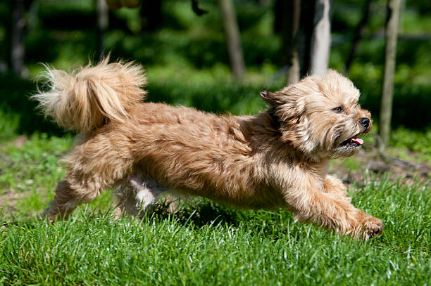 istock little brown dog running 475470145