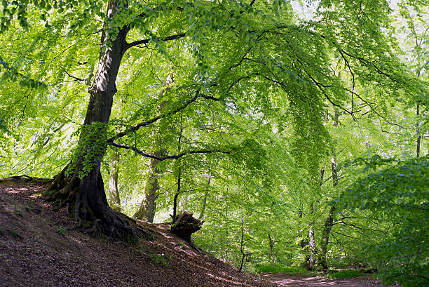 Forest Landscape stock photo