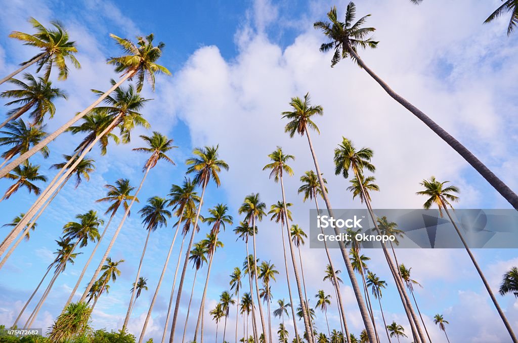 Looking up at palm trees against a blue sky Coconut palm trees against the blue sky at Maiga Island, Sabah Borneo, Malaysia. For background 2015 Stock Photo