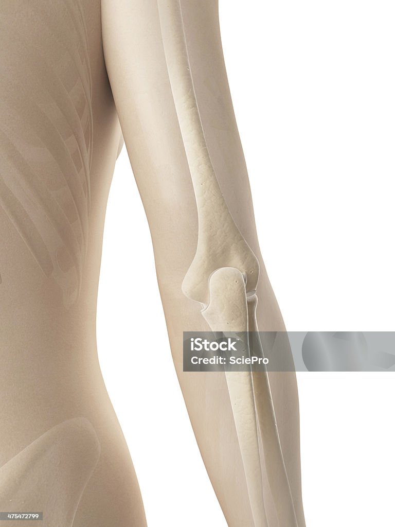 female skeleton - elbow female elbow joint bones Anatomy Stock Photo