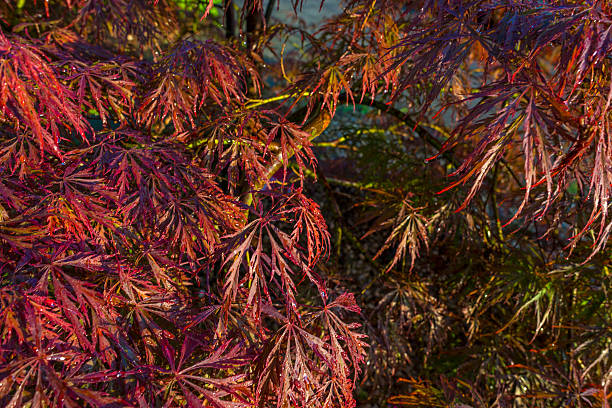 istock Sunny Japanese maple after rain in spring 475473294