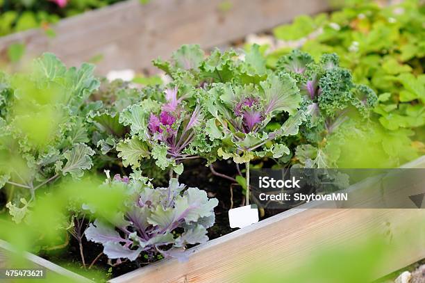 Decorative Cabbage Seedlings Stock Photo - Download Image Now - Flowerbed, Vegetable Garden, Small