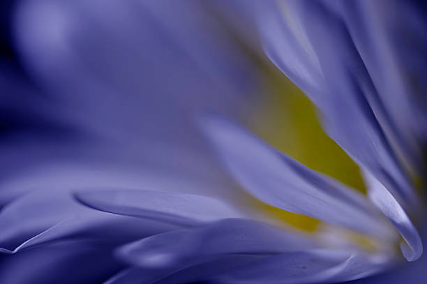 istock Artistic composition purple daisy flower, defocused, blur 475476270