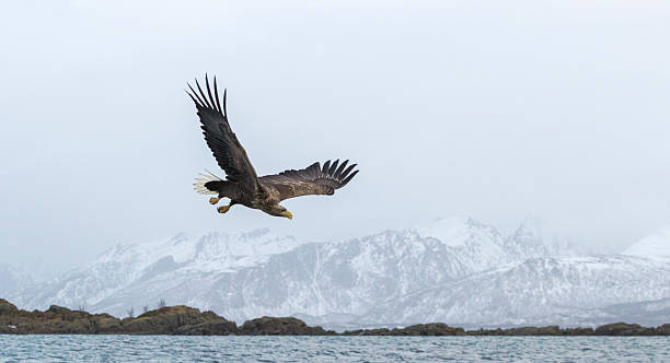 white-tailed eagle gleiten über wasser - white tailed eagle sea eagle eagle sea stock-fotos und bilder