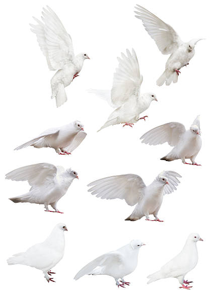istock isolated ten white pigeons 475476934