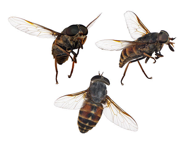 istock set of three brown stripped flies isolated on white 475476946