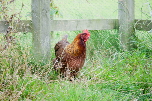 Welsummer breed of chicken in a grassy field