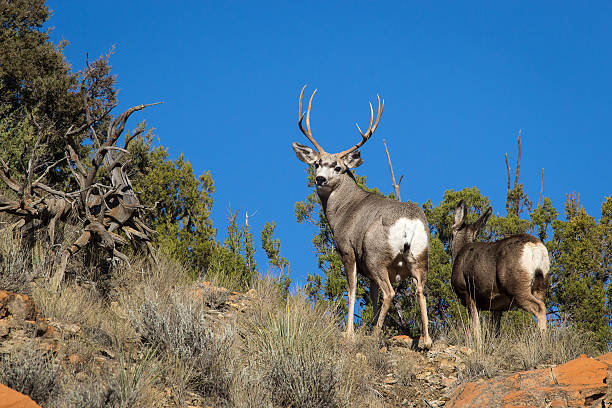 schwarzwedelhirsch - mule deer stock-fotos und bilder