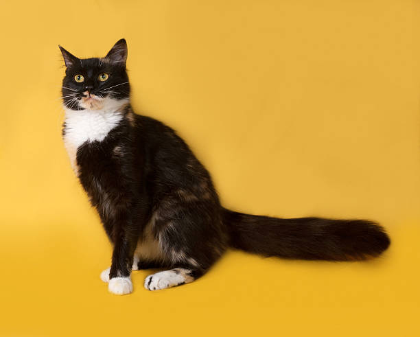 istock Tricolor cat sits on yellow 475479560