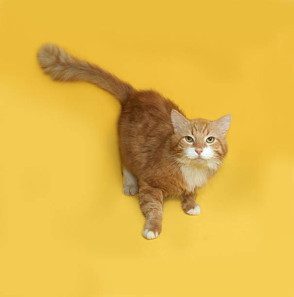 istock Red and white fluffy cat standing on yellow 475479568