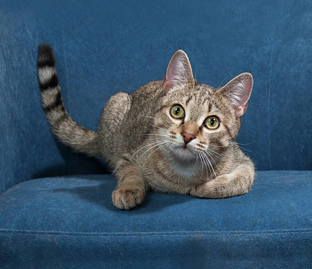 istock Striped cat lies on chair 475479674