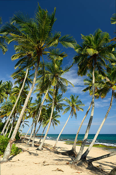 istock Tangalle beach in Sri Lanka 475479828